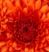 cropped-chrysanthemum.jpg